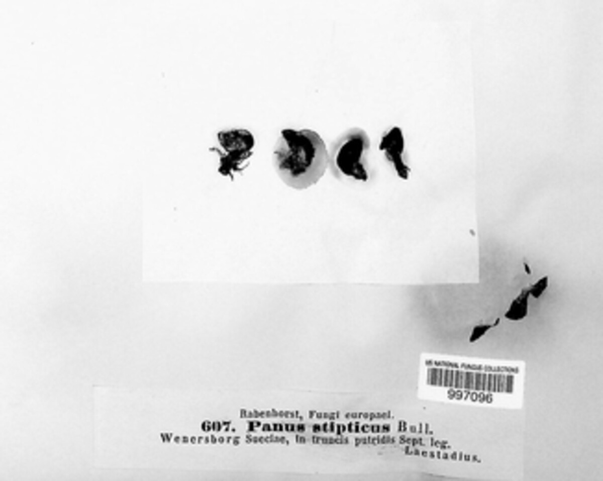 Panellus stipticus image